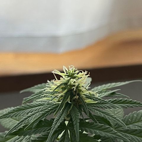 Hanf growlog timeline photo