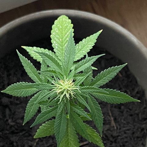 Hanf growlog timeline photo