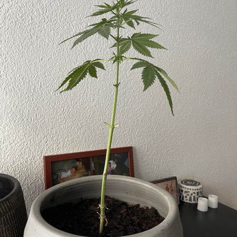 Gelato growlog timeline photo