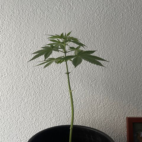 Gelato growlog timeline photo