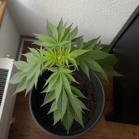 Gelato growlog timeline photo