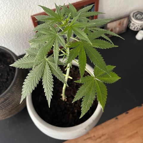 Gelato growlog timeline photo