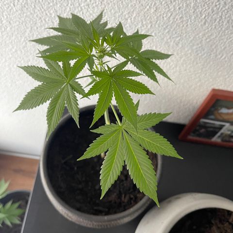 Gelato growlog timeline photo