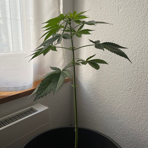 Gelato growlog timeline photo