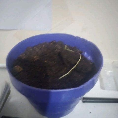 CHALUPAS B growlog photo: La planta aun mantiene un decaimimento, se muestra un estiramiento de 10 cm pero ah perdido grosor y si color parace qie palidece aun mas , aun conserva los 2 cotiledones y aun no presenta sus hojas reales.