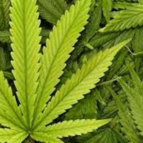 Chalupas C growlog timeline photo