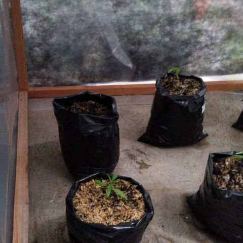 Chalupas C growlog photo: Planta crecida en cuidado de invernadero 