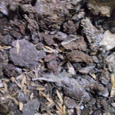 Chalupas C growlog photo: La planta murió después de ser sacado del invierno 