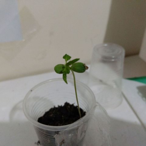 CHALUPAS B growlog photo: La planta ha crecido mucho pero ahora aparecieron las hojas verdaderas por lo que puede haber esperanza que se recupere 