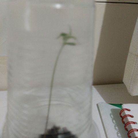 Chalupas C growlog photo: La planta ha crecido y le han salido hojas verdaderas 