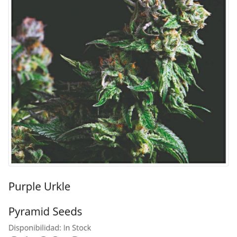 Purple Urkle growlog photo: Indica 