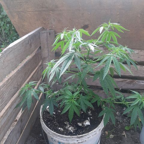 Purple Urkle growlog photo: Inicio flora