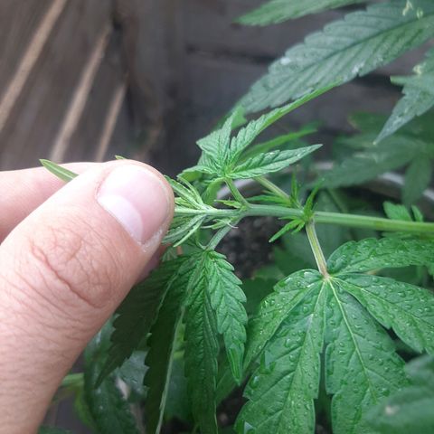 Purple Urkle growlog photo: Inicio flora