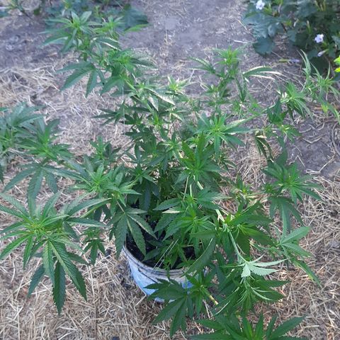 Purple Urkle growlog photo: Crop 