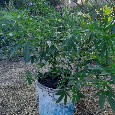 Purple Urkle growlog photo: Crop 