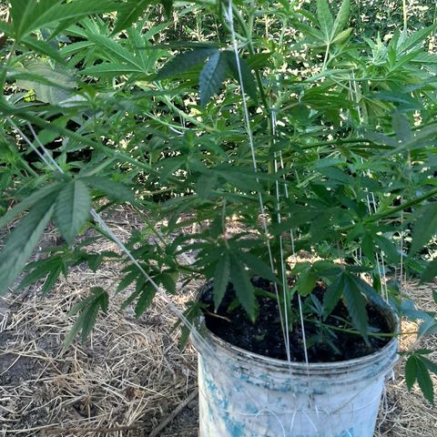 Purple Urkle growlog photo: Crop 