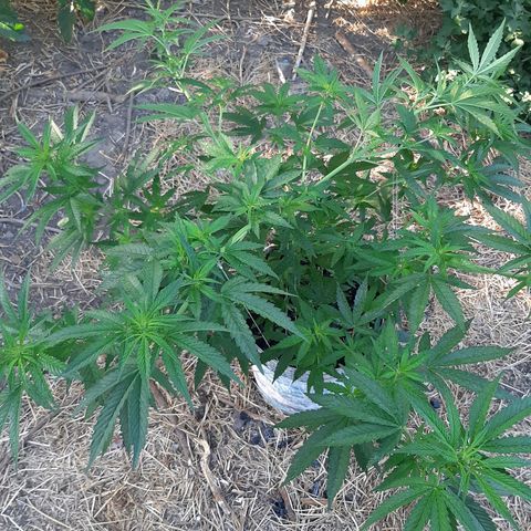 Purple Urkle growlog photo: Crop 