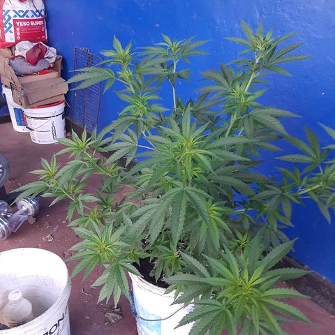 Purple Urkle growlog photo: Crop 