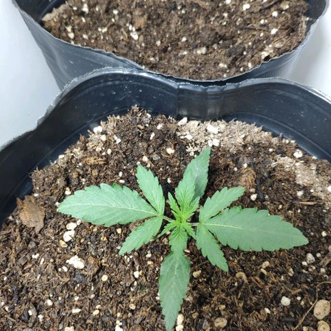 Ak47 Auto growlog photo: 8 días desde la germinación