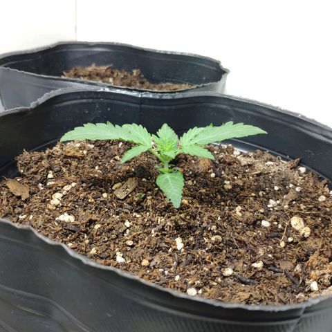 Ak47 Auto growlog photo: 8 días desde la germinación