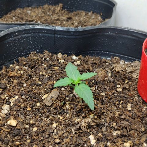 Ak47 Auto growlog timeline photo
