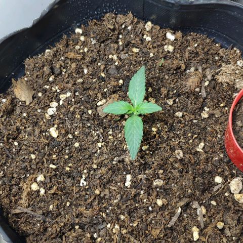 Ak47 Auto growlog timeline photo
