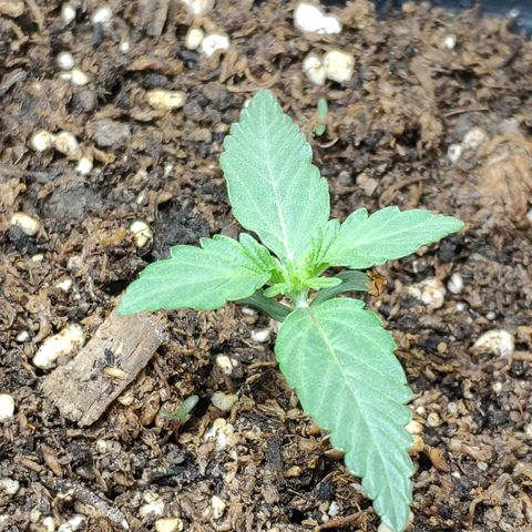 Ak47 Auto growlog timeline photo