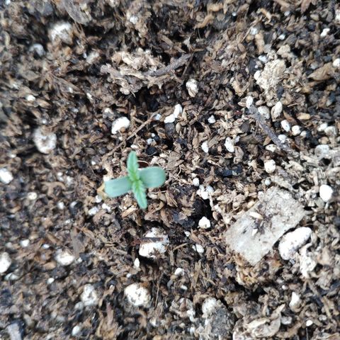 Ak47 Auto growlog timeline photo