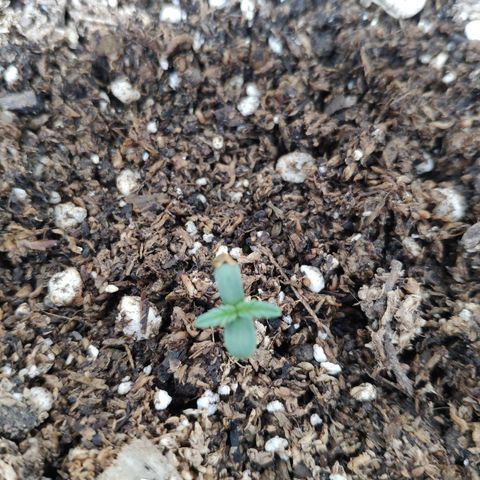 Ak47 Auto growlog timeline photo