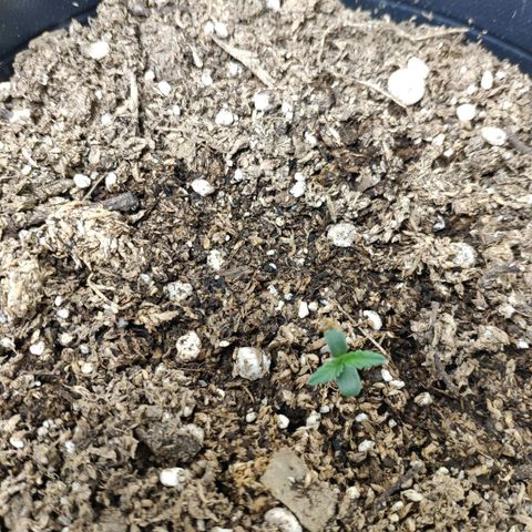Ak47 Auto growlog timeline photo