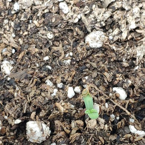 Ak47 Auto growlog timeline photo