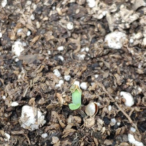 Ak47 Auto growlog timeline photo