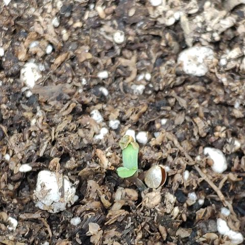 Ak47 Auto growlog timeline photo
