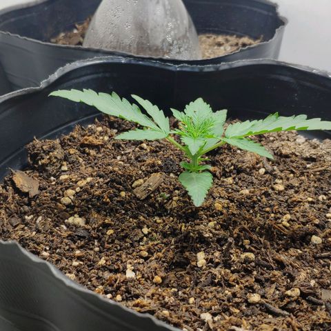 Ak47 Auto growlog timeline photo