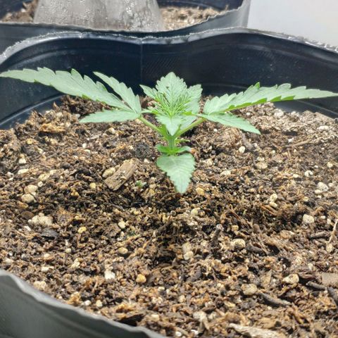 Ak47 Auto growlog timeline photo