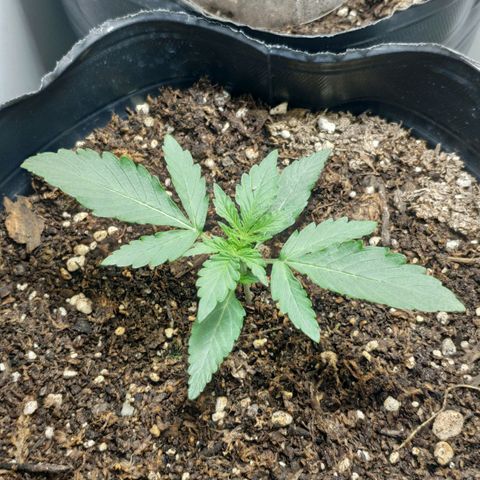 Ak47 Auto growlog timeline photo