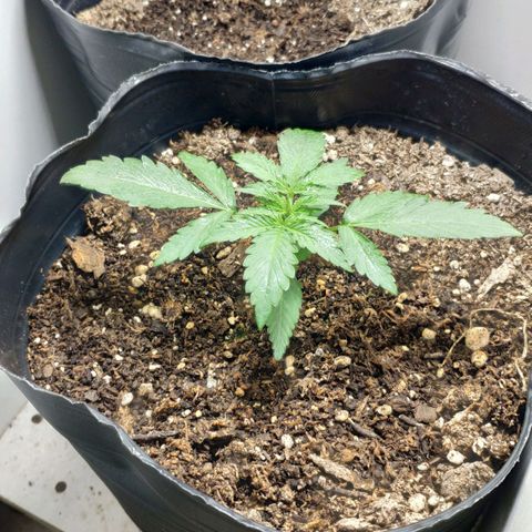 Ak47 Auto growlog timeline photo