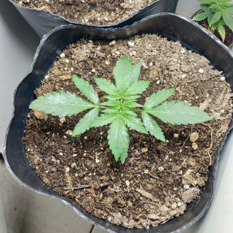 Ak47 Auto growlog timeline photo