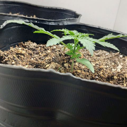 Ak47 Auto growlog timeline photo