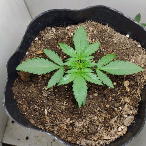 Ak47 Auto growlog timeline photo