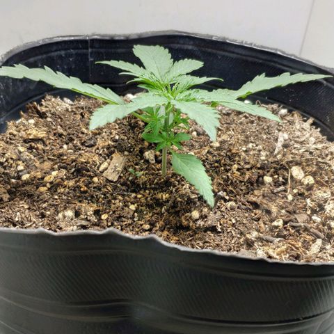 Ak47 Auto growlog timeline photo