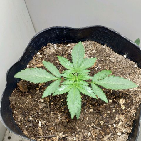 Ak47 Auto growlog timeline photo