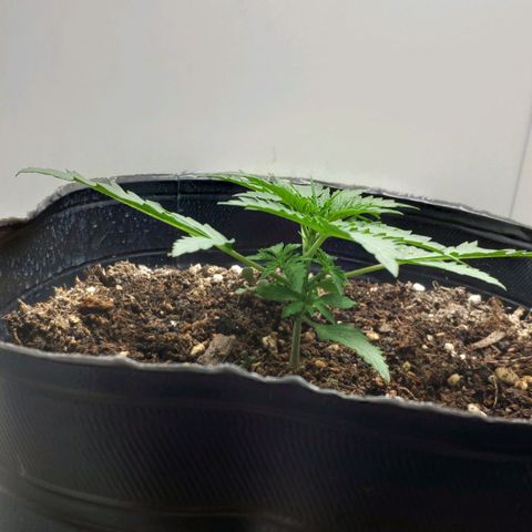 Ak47 Auto growlog photo: Riego con 200ml de agua
0.6ml Top Auto