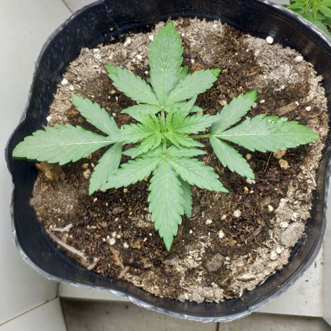 Ak47 Auto growlog photo: Riego con 200ml de agua
0.6ml Top Auto