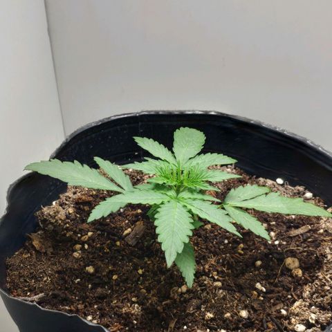 Ak47 Auto growlog photo: Riego con 200ml de agua
0.6ml Top Auto