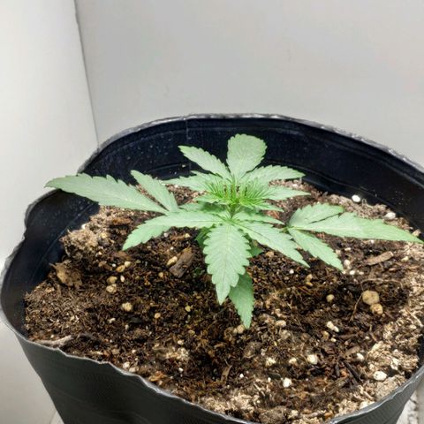 Ak47 Auto growlog photo: Riego con 200ml de agua
0.6ml Top Auto
