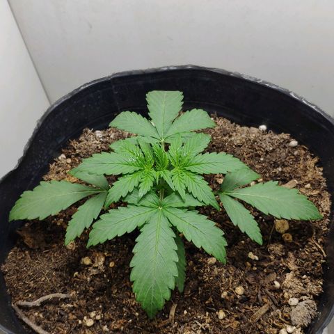 Ak47 Auto growlog timeline photo