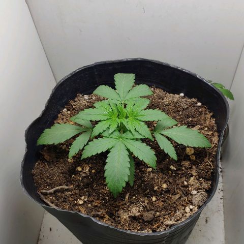 Ak47 Auto growlog timeline photo