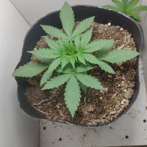 Ak47 Auto growlog timeline photo