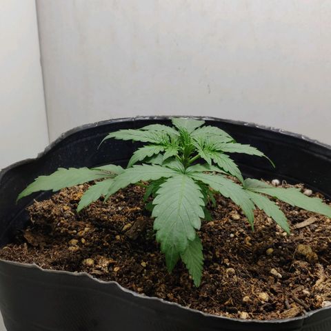Ak47 Auto growlog timeline photo